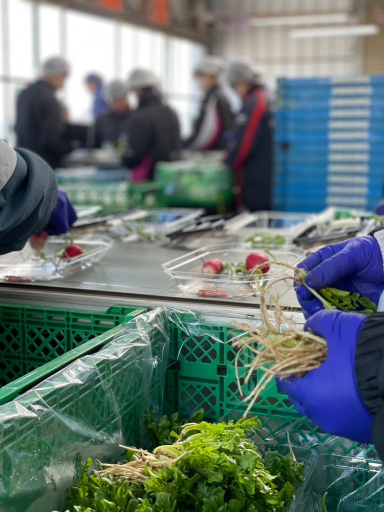 春の七草に向けて…