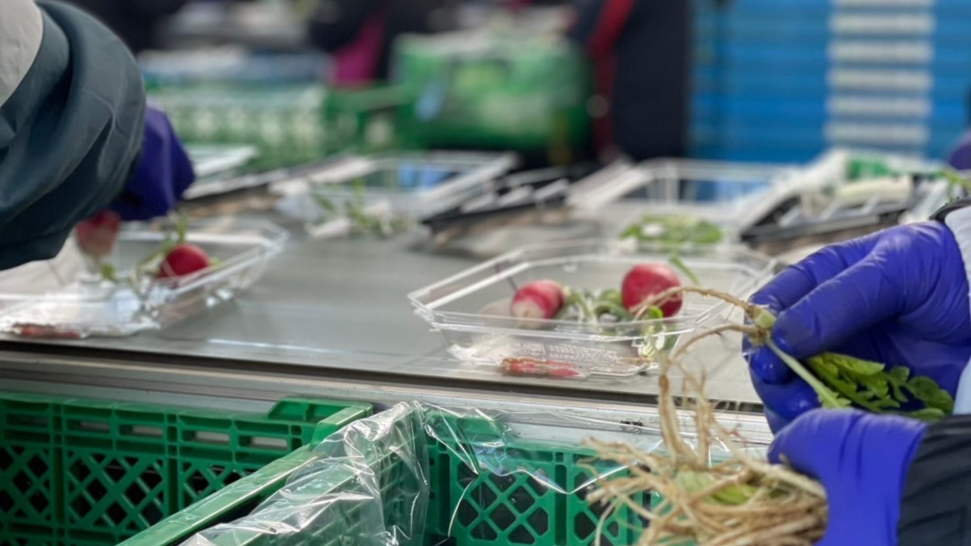 七草作業（手元）