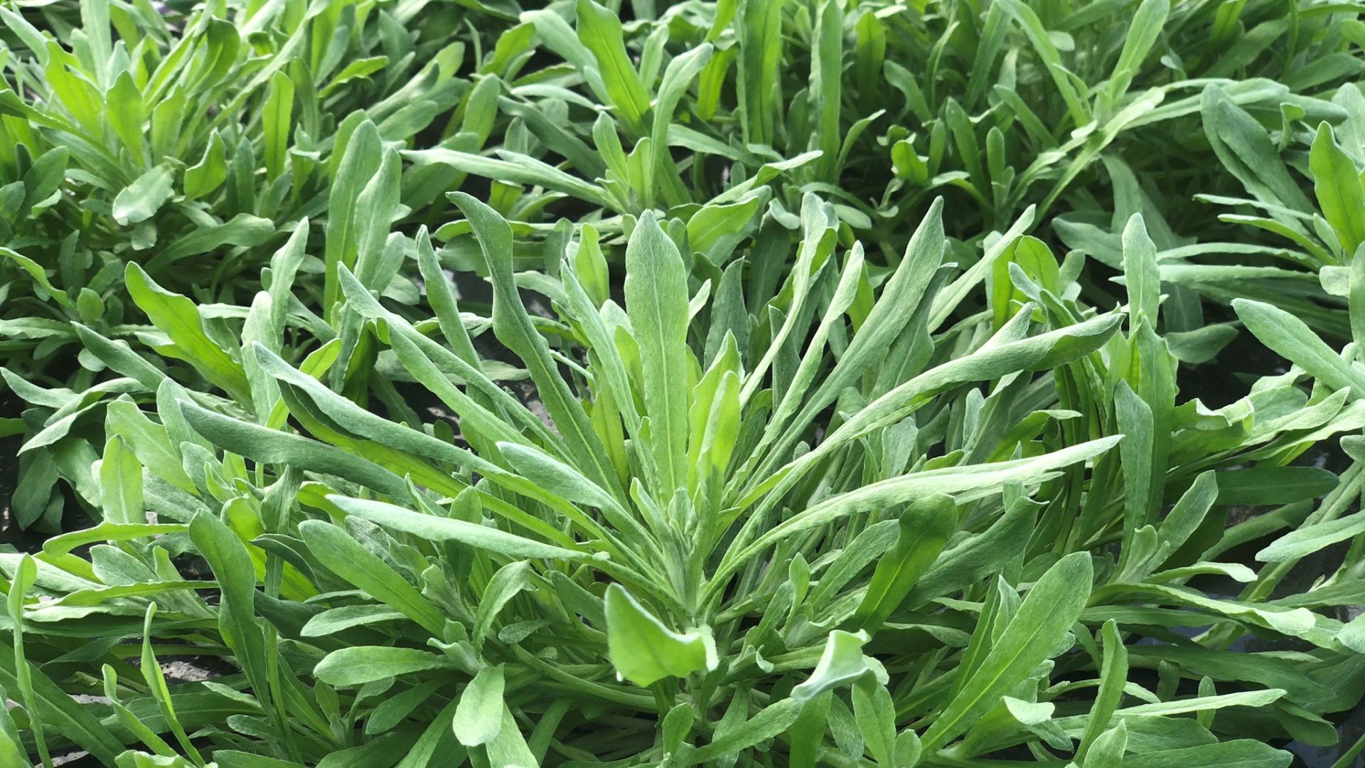 七草（ごぎょう）