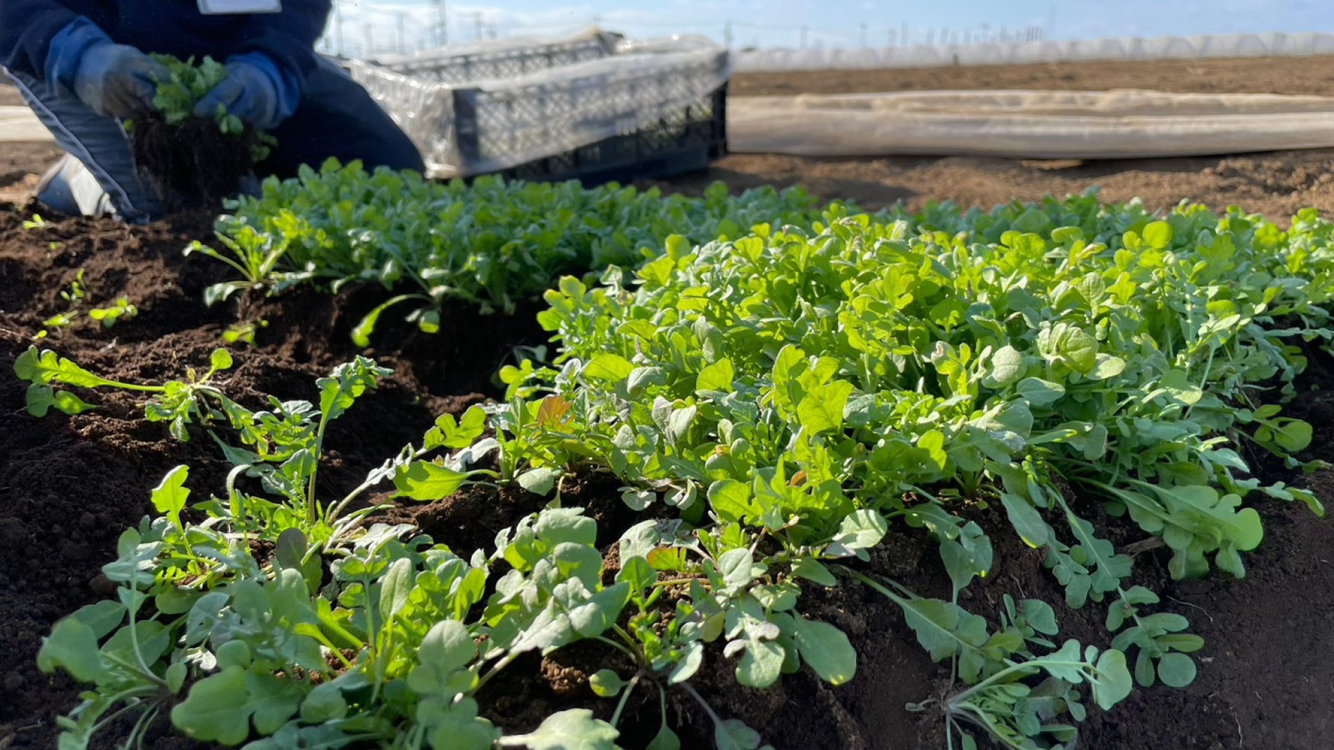 七草（なずな）