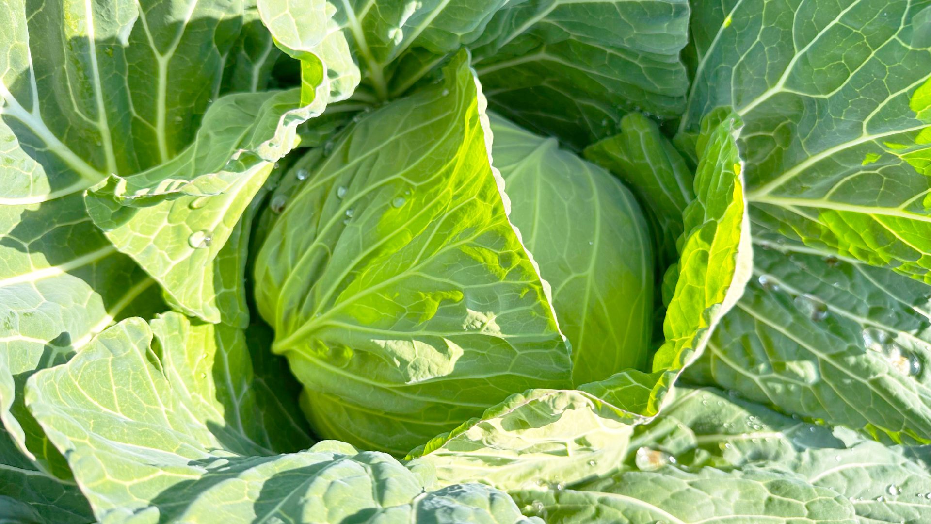 三浦のキャベツ